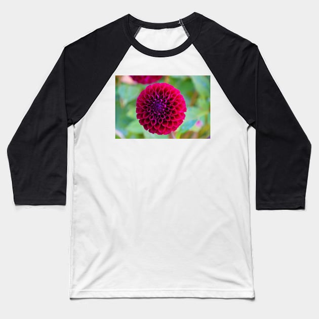 Dahlia Baseball T-Shirt by kchase